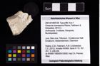 NHMW-GEO-2007z0149-0128_Ol_01.tifOctoeurax acaresprora (Robins, Feldmann & Schweitzer, 2013)  (NHMW-GEO-2007z0149-0128)
